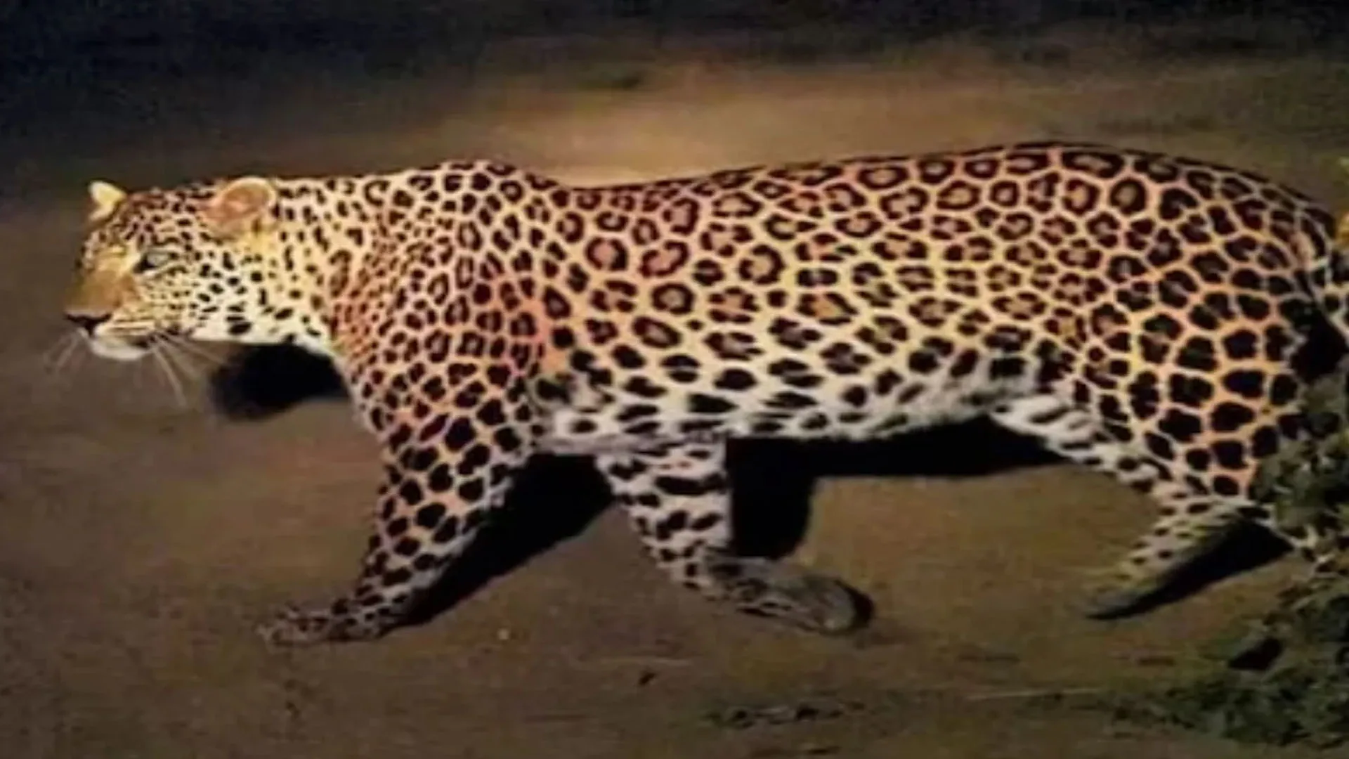 मुरादाबाद: तेंदुए की दहशत...वन विभाग के खिलाफ फूटा लोगों का गुस्सा