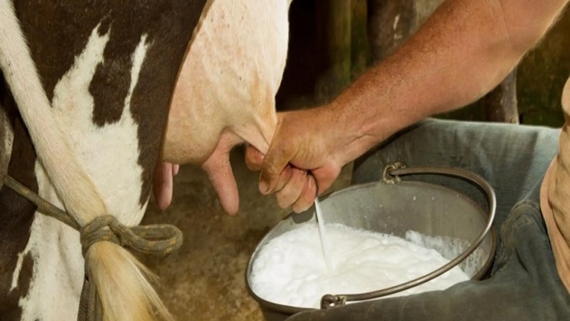 Bareilly: शहर से 820 डेयरियों को बाहर खदेड़ने की तैयारी...अब पानी किया जाएगा बंद 