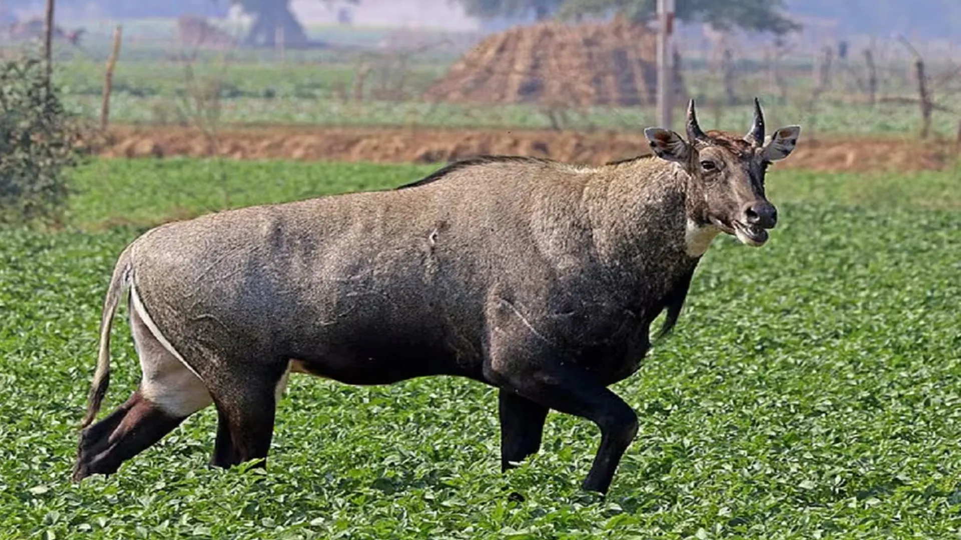 मुरादाबाद: कांठ के जंगलों में नीलगाय का आतंक...गेहूं व गन्ना की फसल तबाह