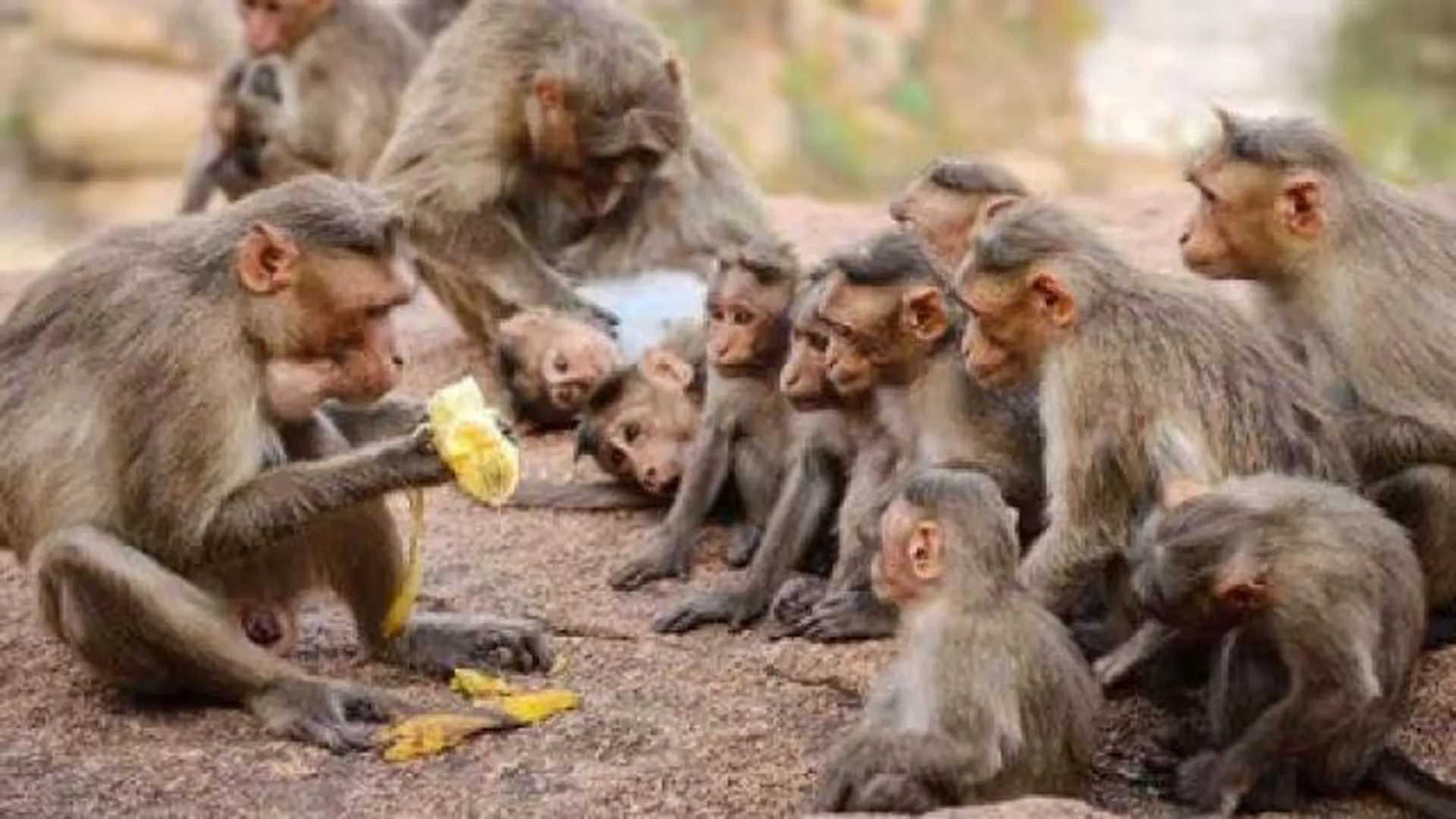 बरेली में नहीं थम रहा बंदरों की मौत का सिलसिला, 3 दिन में 11 बंदरों की मौत पर छिड़ा हंगामा