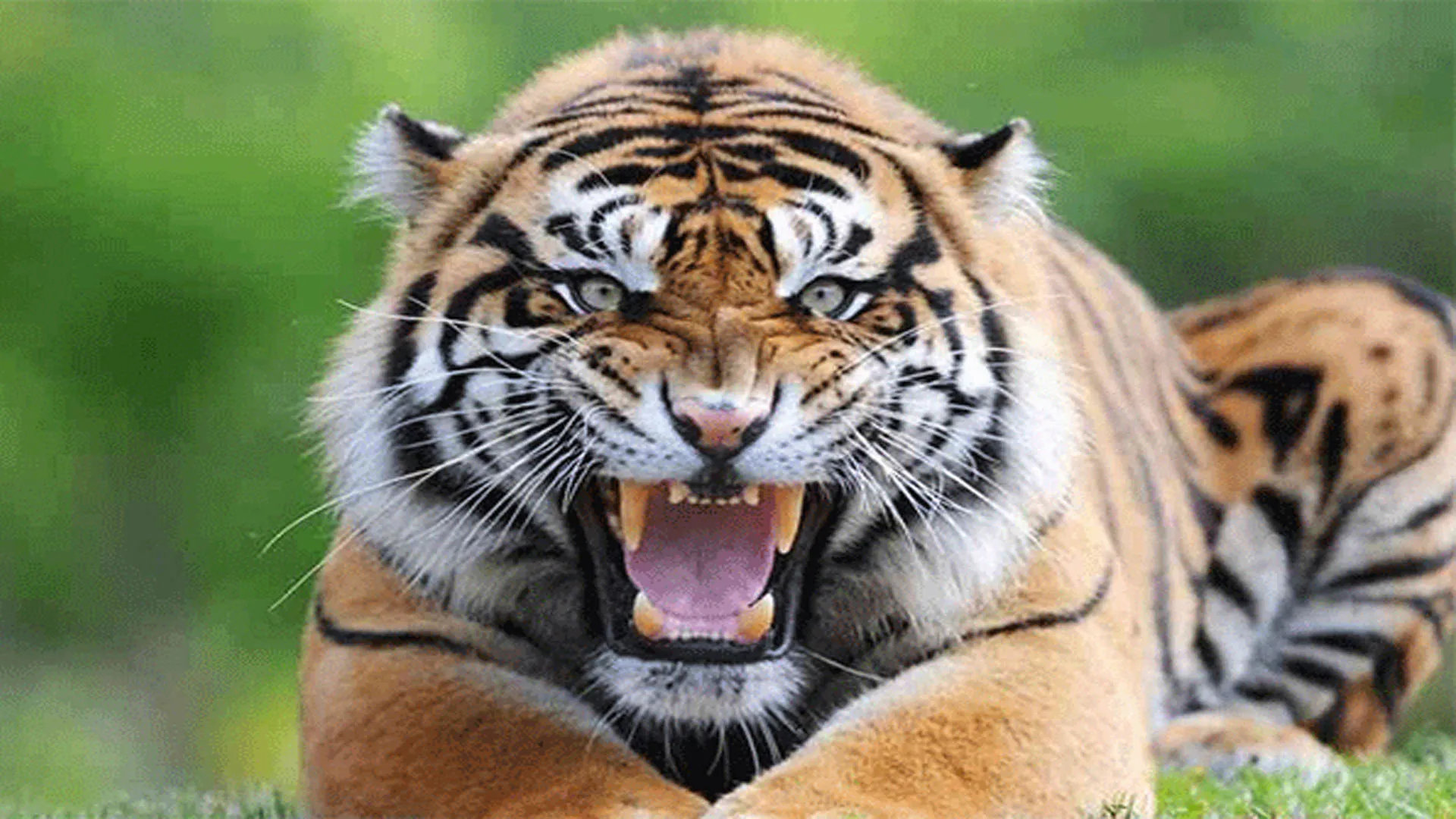 पीलीभीत: बाघ ने एक और ग्रामीण को बनाया निवाला, पांच दिन में दूसरी घटना से आक्रोश 