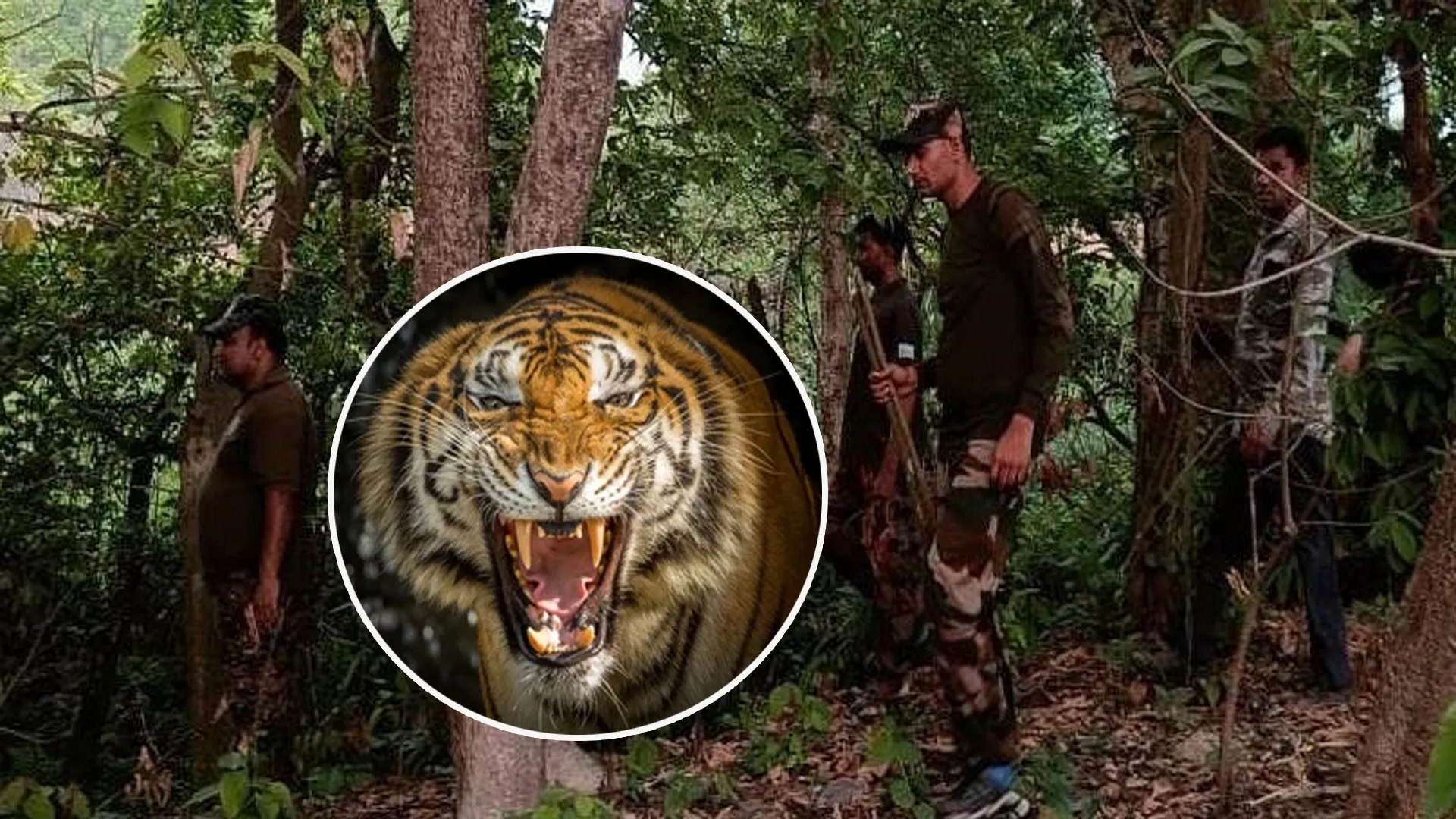 पीलीभीत: जख्मी बाघिन की तलाश...पीटीआर और उत्तराखंड के वन कर्मियों ने चलाया सर्च ऑपरेशन