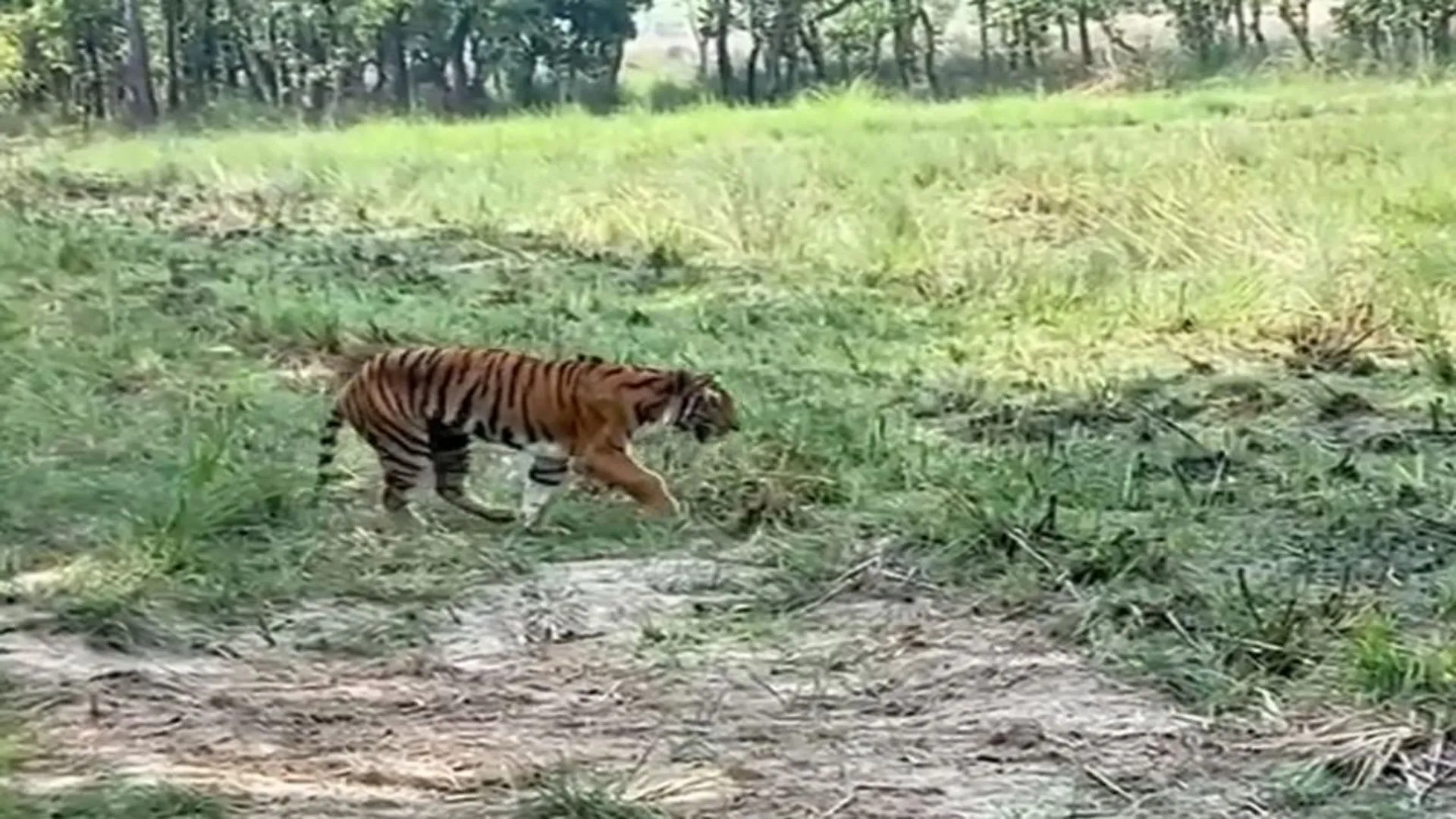 पीलीभीत: ट्रैप कैमरे में लंगड़ाती दिखी बाघिन...पीटीआर अफसरों ने ली राहत की सांस