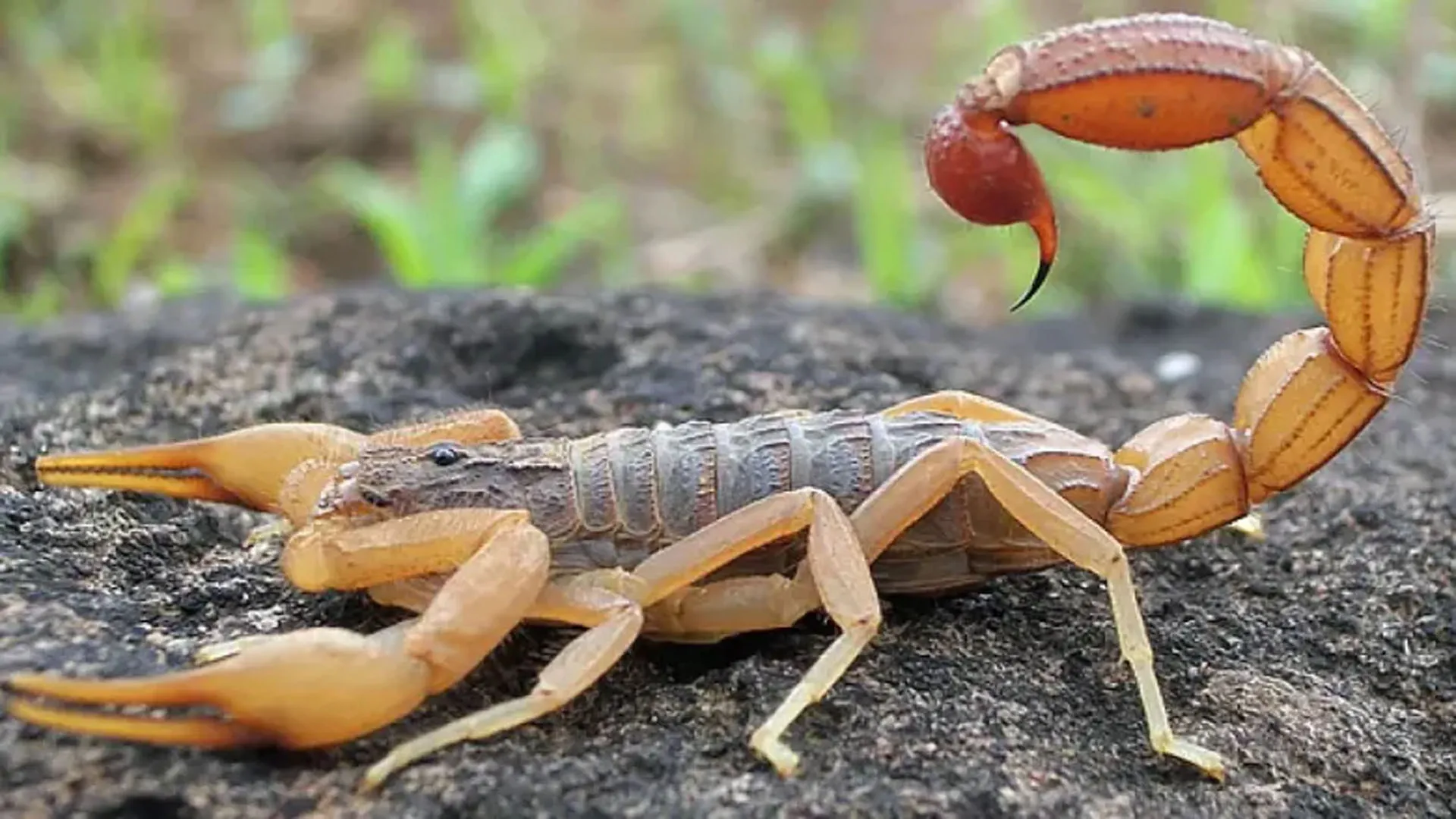 Bareilly: बच्चे को बिच्छू ने काटा...मगर जिला अस्पताल में नहीं मिल पाया इलाज ! जानिए क्या हुआ