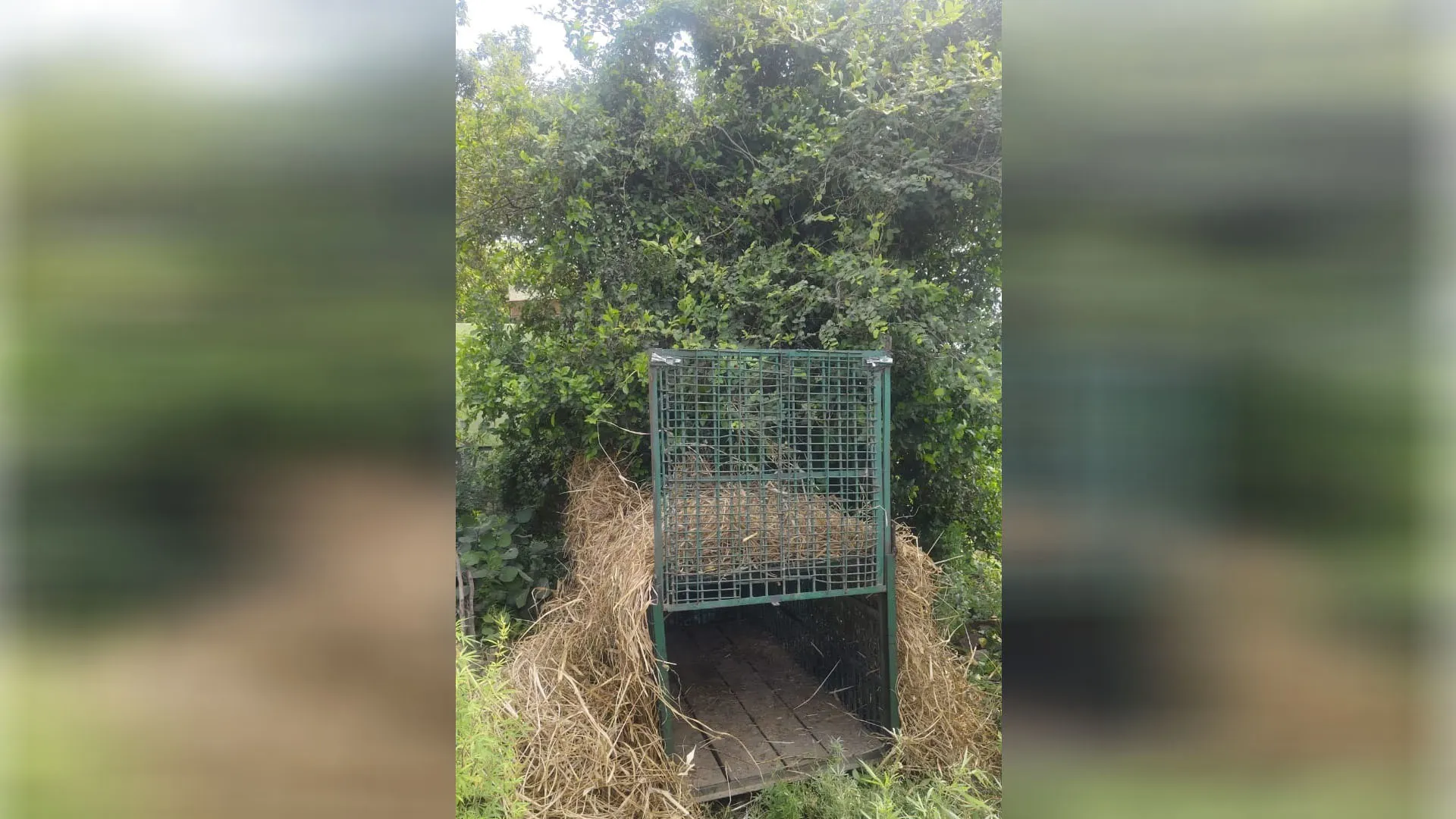 मुरादाबाद: गाय के बछड़े को घर से उठा ले गया तेंदुआ लोगों में दहशत बरकरार