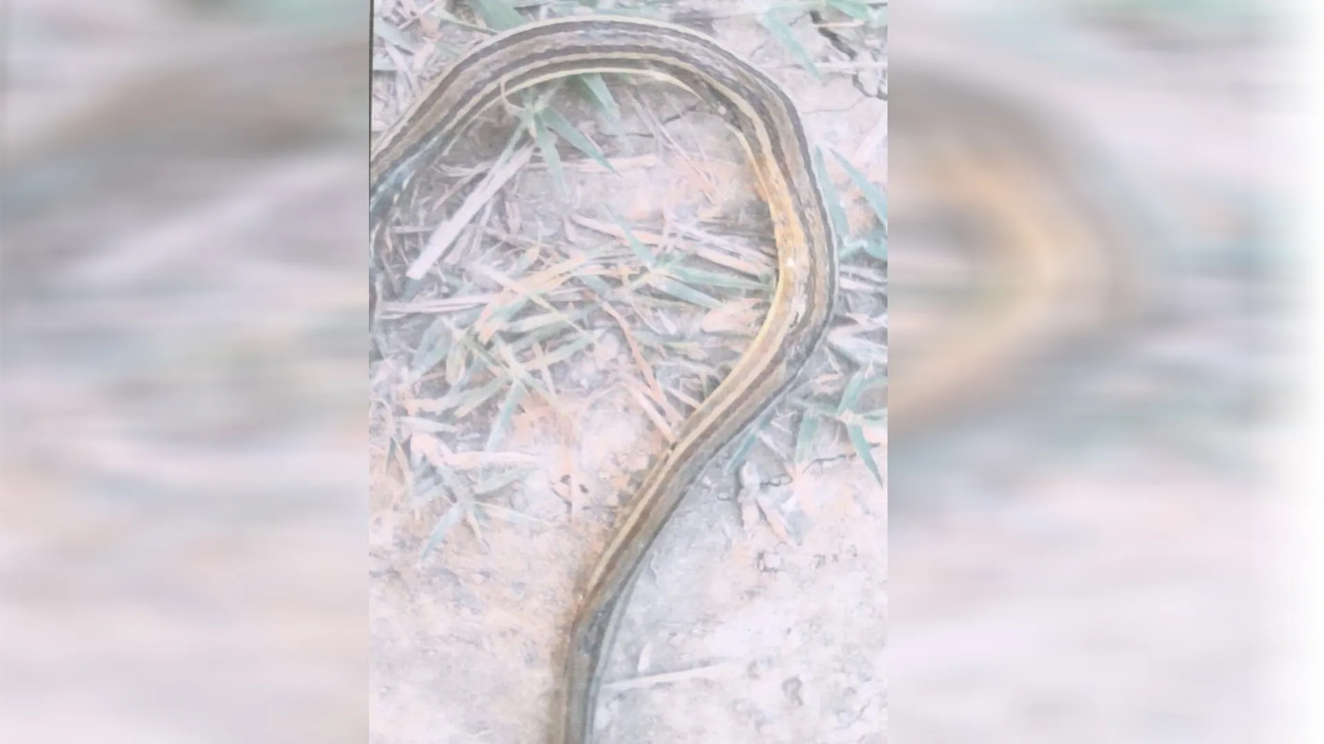 लखीमपुर खीरी: दुधवा में मृत मिला बेहद दुर्लभ प्रजाति का सांप...वन विभाग की टीम भी हैरान