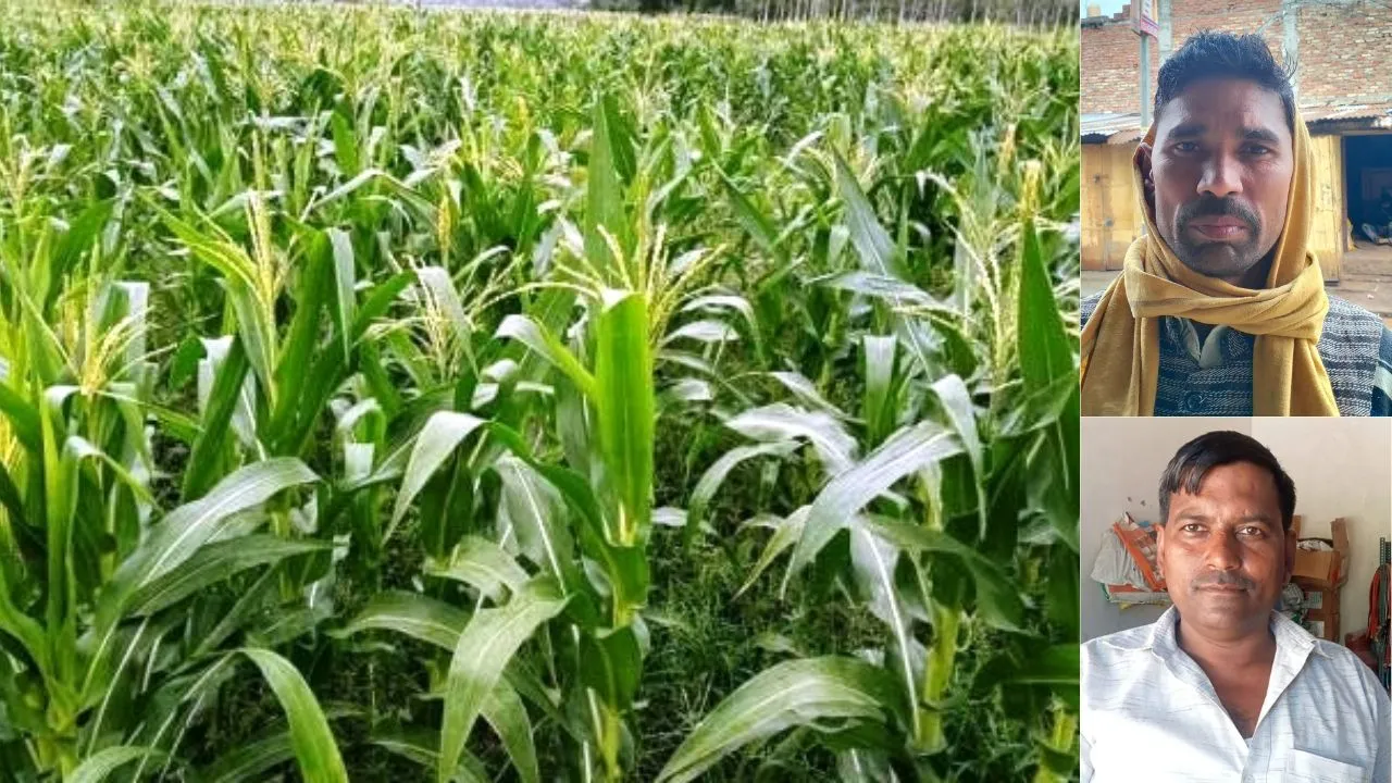 कासगंज: तप रही फसलों को बारिश से मिली राहत, किसानों में खुशी