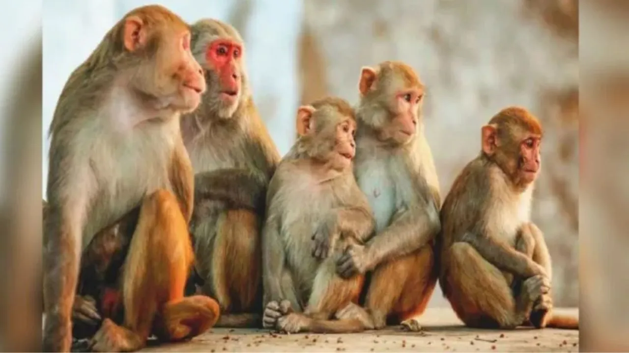 बदायूं में मानवता शर्मसार, आटे में जहर मिलाकर बंदरों को खिलाया...6 की तड़पकर मौत