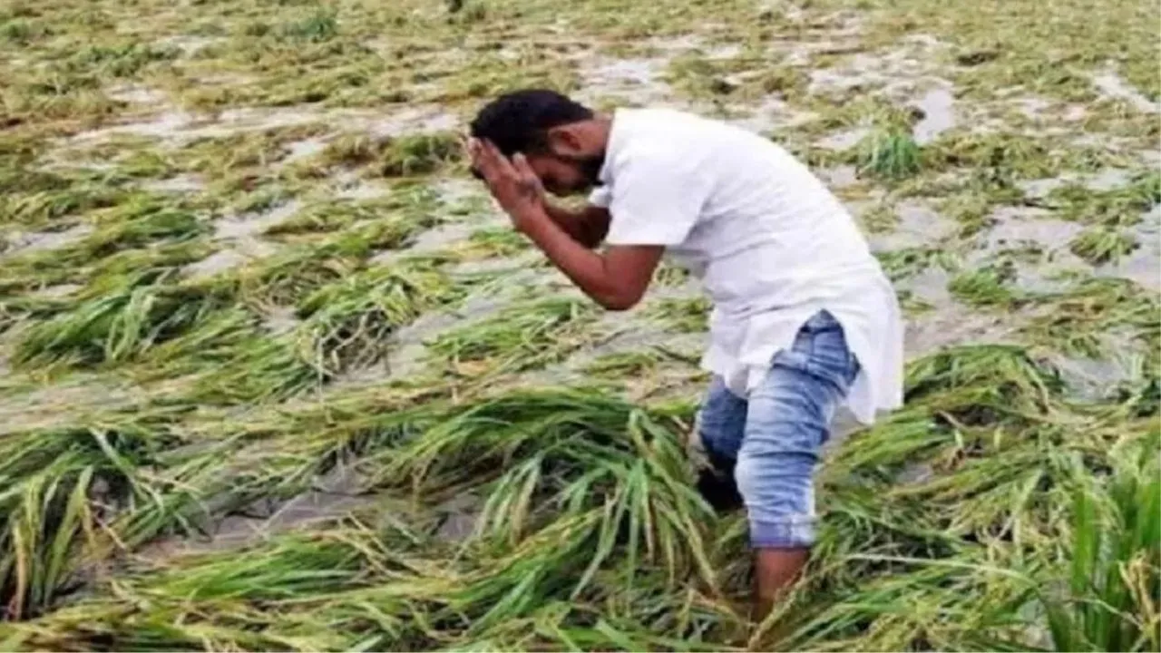 लखीमपुर खीरी: मौसम बना राहत और आफत, किसानों की फसलें आंधी में बर्बाद