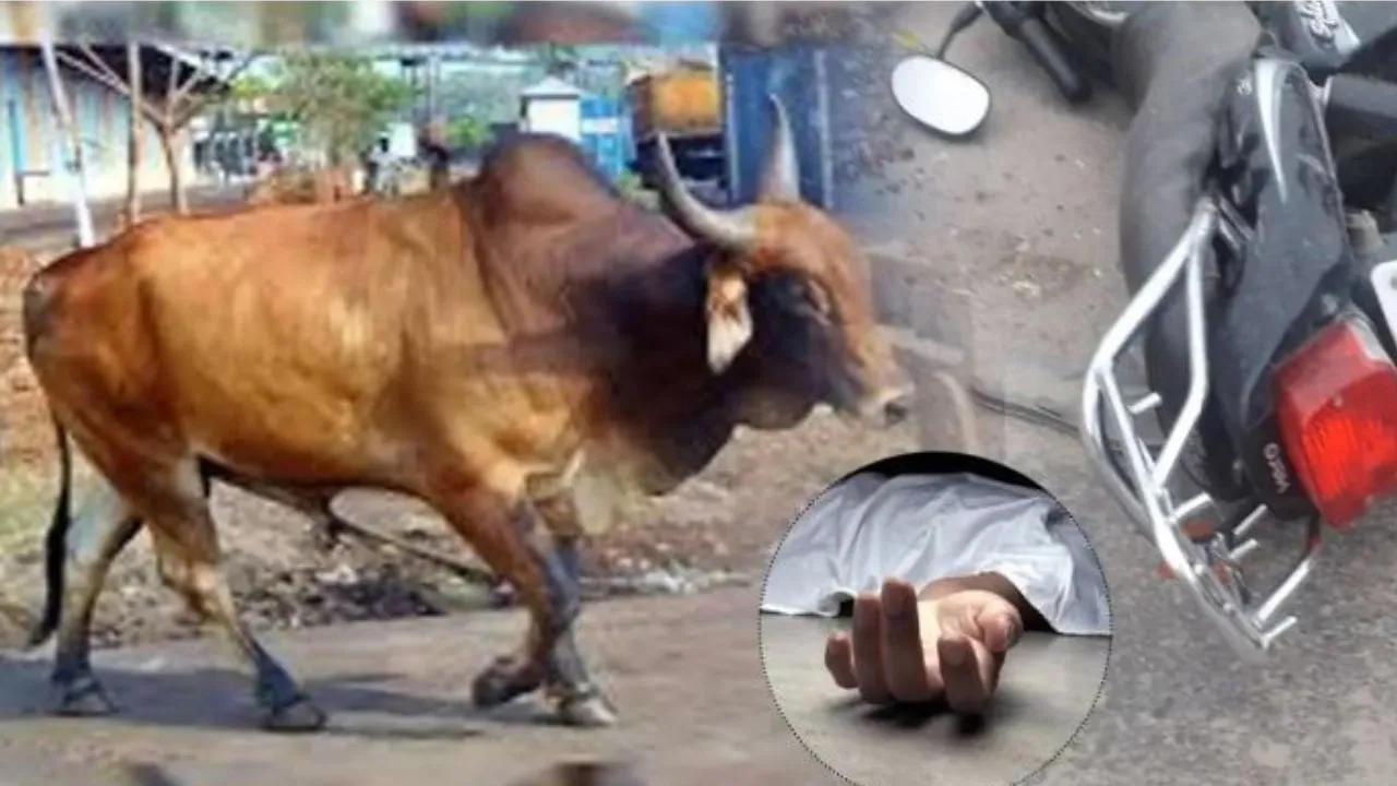 पीलीभीत: बाइक सवार की सांड से टकराकर मौत, परिजनों में मचा कोहराम