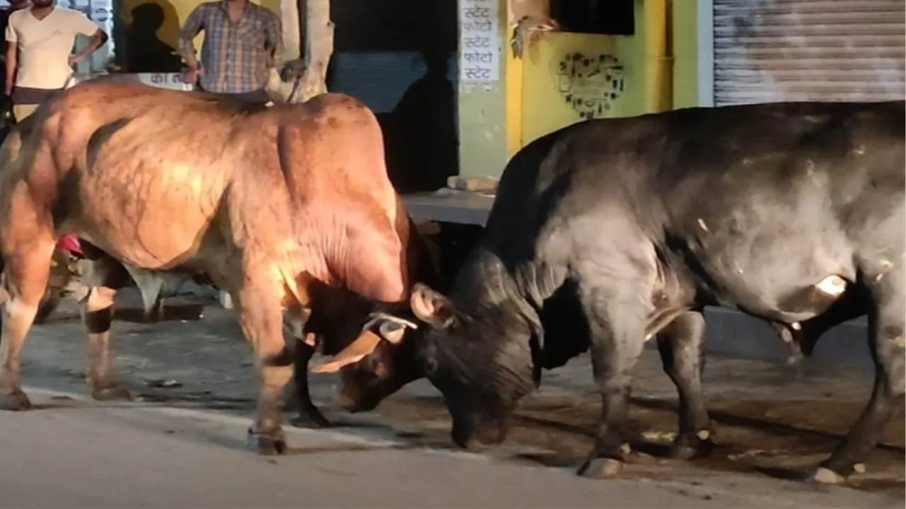 बदायूं में सांडों की लड़ाई के बीच बच्ची को लगी चोट, अफरा-तफरी का माहौल