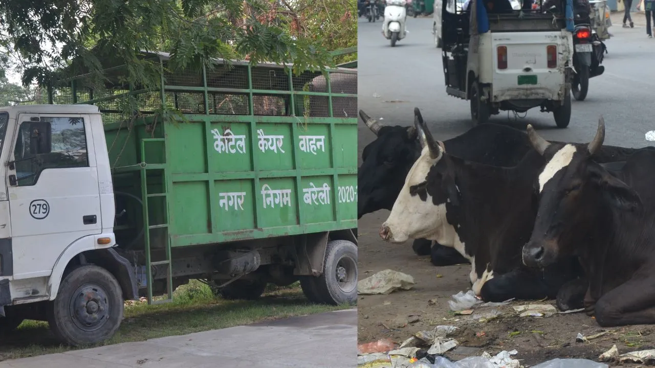 बरेली: छुट्टा पशुओं को पकड़ने का दावा सिर्फ रिकॉर्ड में, सड़कों पर पसरा सच