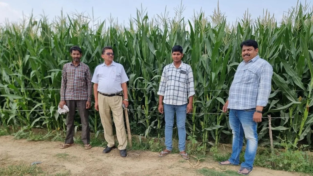 कासगंज: संकर मक्का की देखभाल में बरतें सावधानी, शाम को करें हल्की सिंचाई