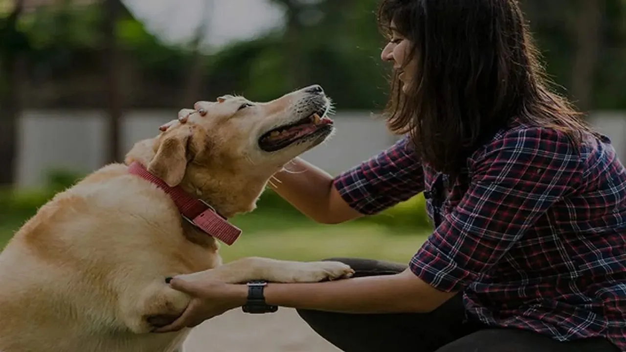 बरेली: कुत्ते पालना होगा महंगा, पंजीकरण शुल्क में 50 गुना बढ़ोतरी की तैयारी