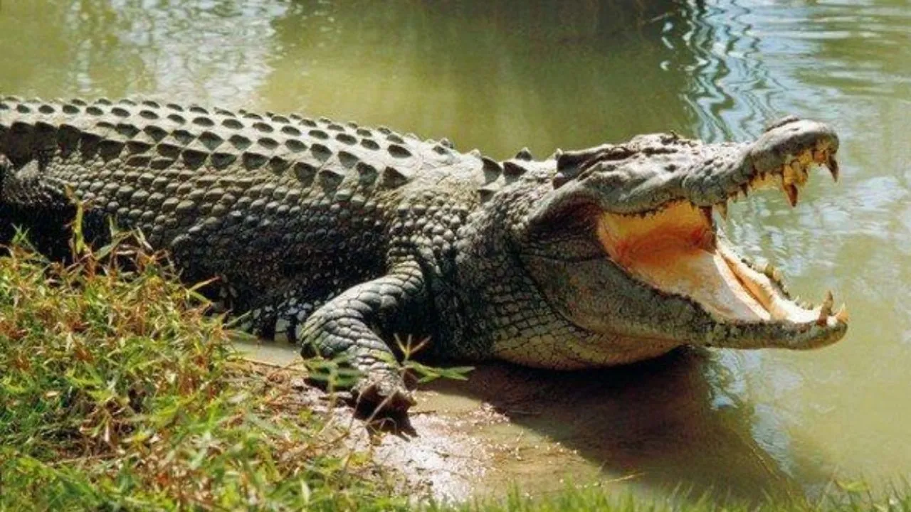 लखीमपुर: नाले के किनारे घास काट रहे किसान पर मगरमच्छ ने किया हमला, हालत गंभीर