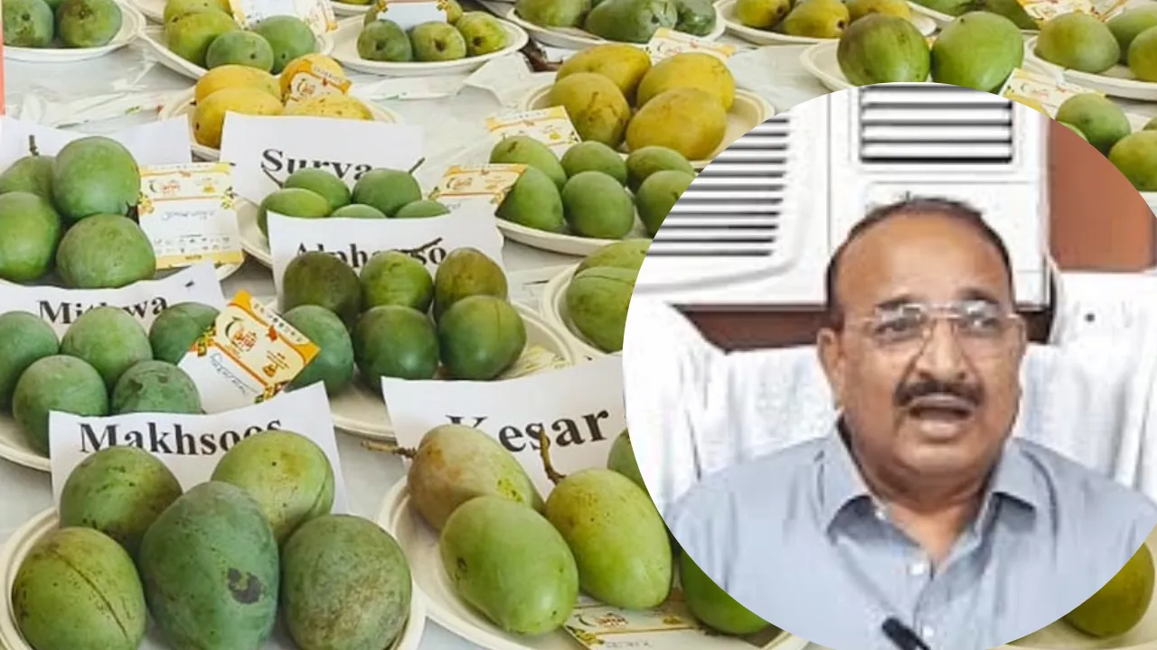 UP में फिर से लगने जा रहा है आम महोत्सव, आमों की विविधता का होगा भव्य प्रदर्शन