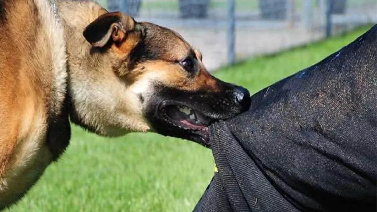 स्कूटी सवार पर झपटा कुत्ता, मालिक पर मुकदमा