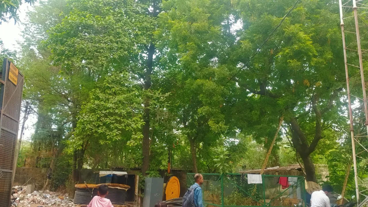 Lucknow News: अव्यस्थाओं का शिकार इंदिरानगर डिवीजन, तो कैसे सुधरेगी बिजली व्यवस्था, खंभों पर लदी है पेड़ों की लाताएं