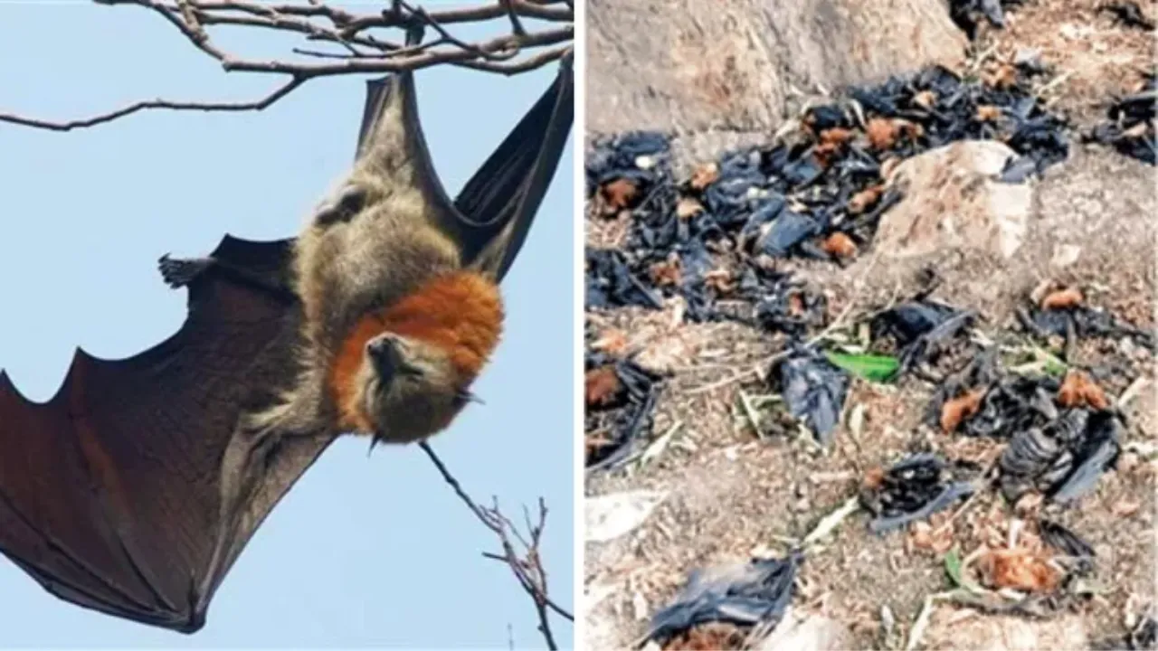 ललितपुर में प्रचंड गर्मी का कहरः सैकड़ों चमगादड़ों की हुई मौत, पेड़ के नीचे मिले मृत 