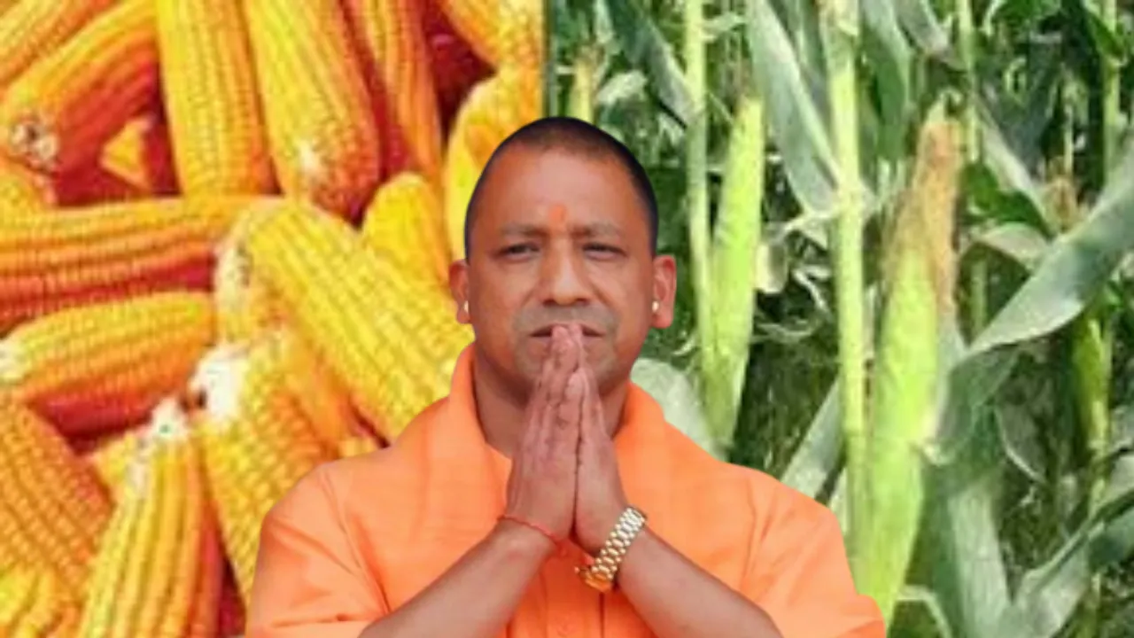 Lucknow: योगी सरकार की नई पहल, पहली बार किसानों से खरीदा जाएगा मक्का, लेकिन जरूर कर लें ये काम 