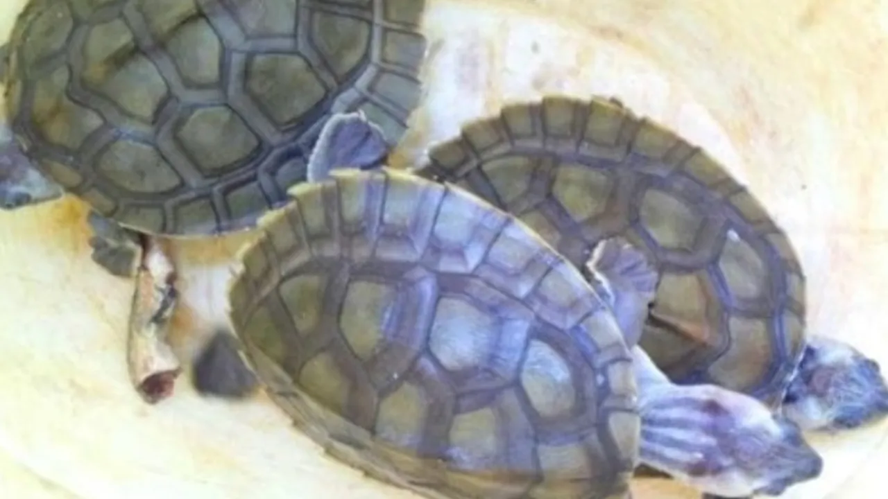 Lucknow: STF का बड़ा एक्शन, कछुआ तस्कर को दबोचा, 102 कछुए बरामद