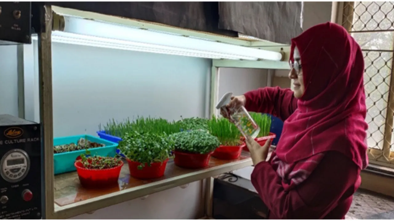 सेहत का खजाना है माइक्रोग्रीन्स फूड्स, अन्न से भरी पूरी थाली खाने के मुकाबले पौधे बनेंगे सुपरफूड, दुनियाभर में तेजी से बढ़ रही इस स्टार्टअप की मांग