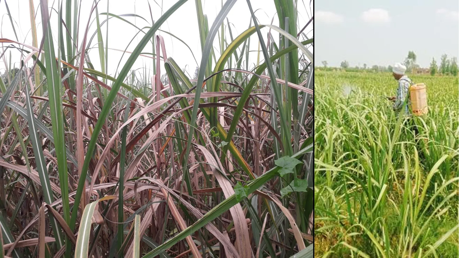 मुरादाबाद : पौधे में लगे कीट की निगरानी करें किसान