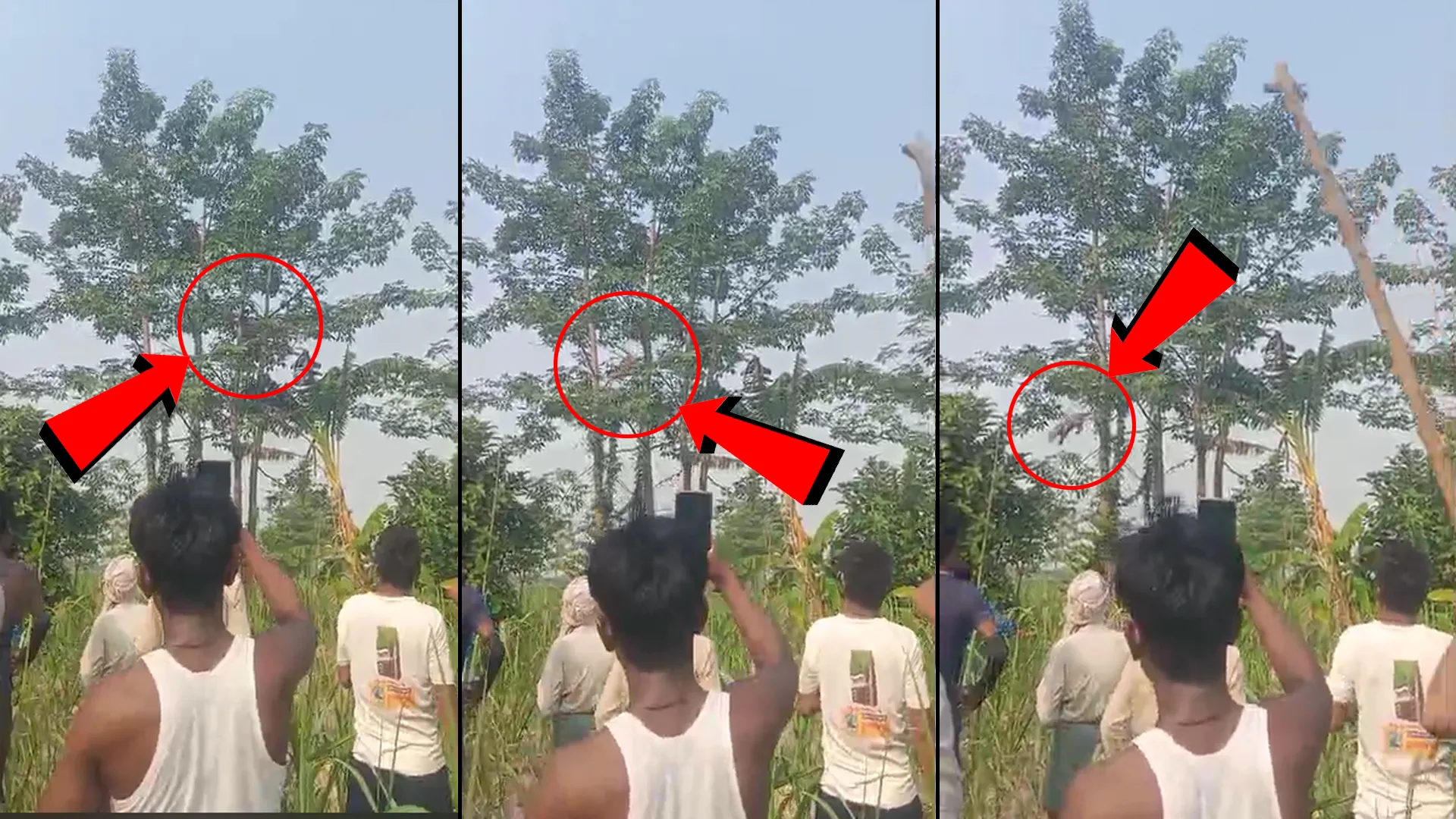 लखीमपुर खीरी : पेड़ों पर उछल कूद कर रहे दो तेंदुओं को देख ग्रामीणों का छूटा पसीना