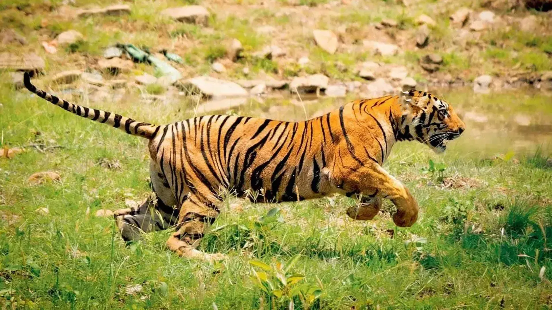 पीलीभीत: जाल फेंसिग बनी रोड़ा...अब ट्रेंकुलाइज कर जंगल वापस भेजी जाएगी हमलावर बाघिन