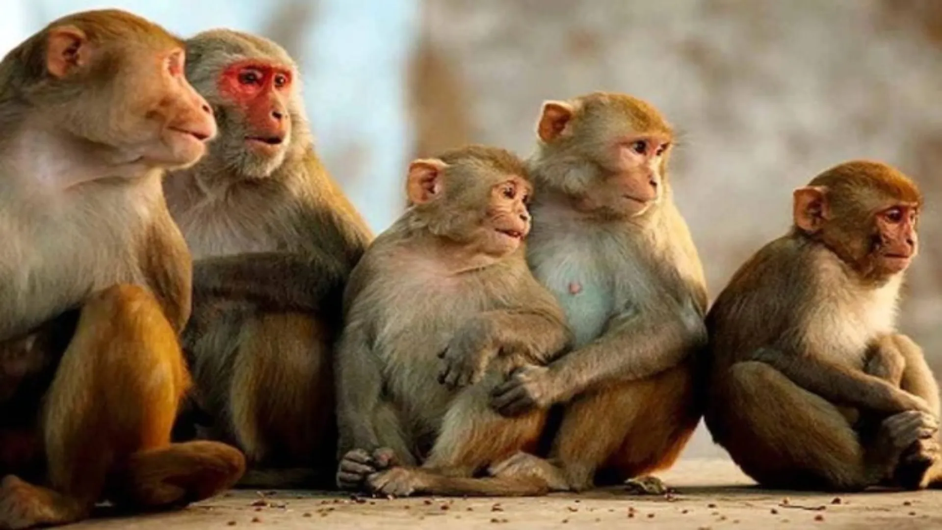 बरेली : किला चावल मंडी में फिर मिले तीन और बंदरों के शव