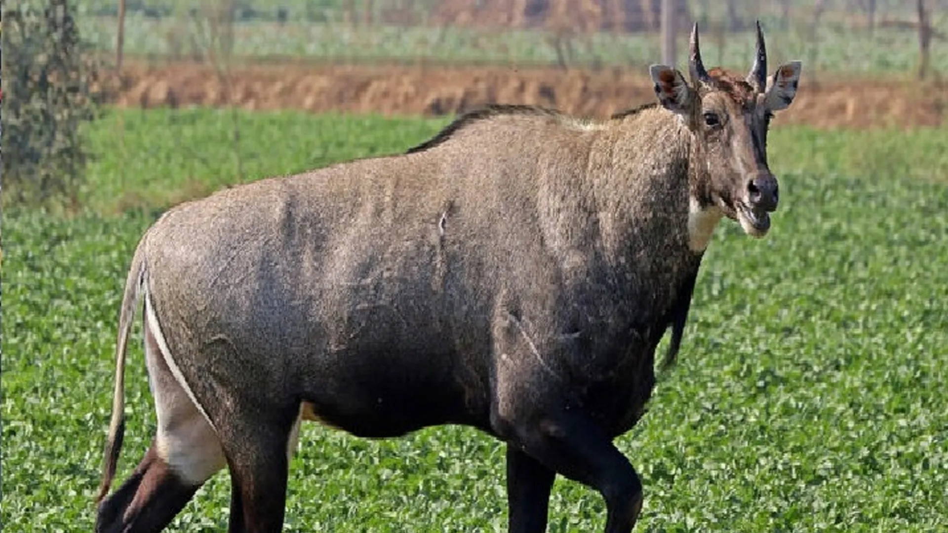 अमरोहा : नीलगाय की गोली मारकर हत्या, पुलिस कर रही जांच