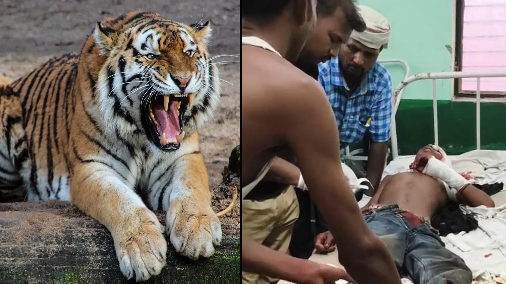 लखीमपुर खीरी : बाघ के हमले से किशोर गंभीर घायल, ग्रामीणों में दहशत