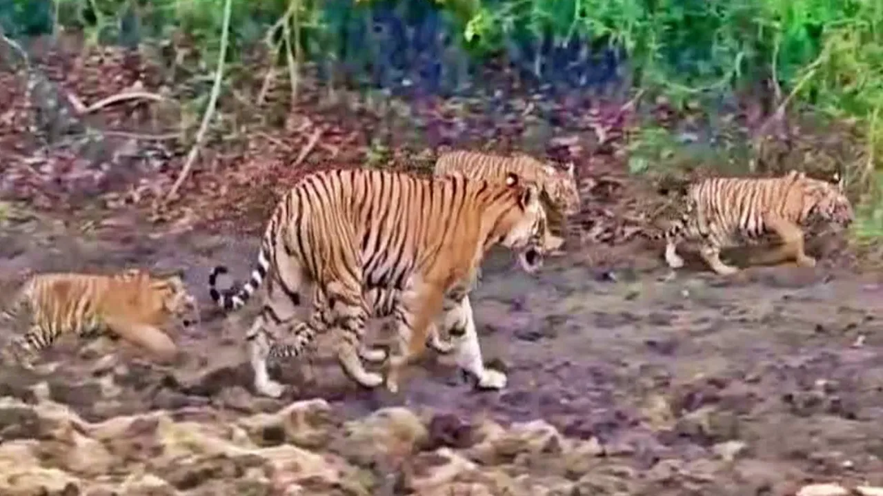 कर्नाटक: जहर खाई गाय खाने से बाघिन और चार शावकों की मौत, 5 हिरासत में