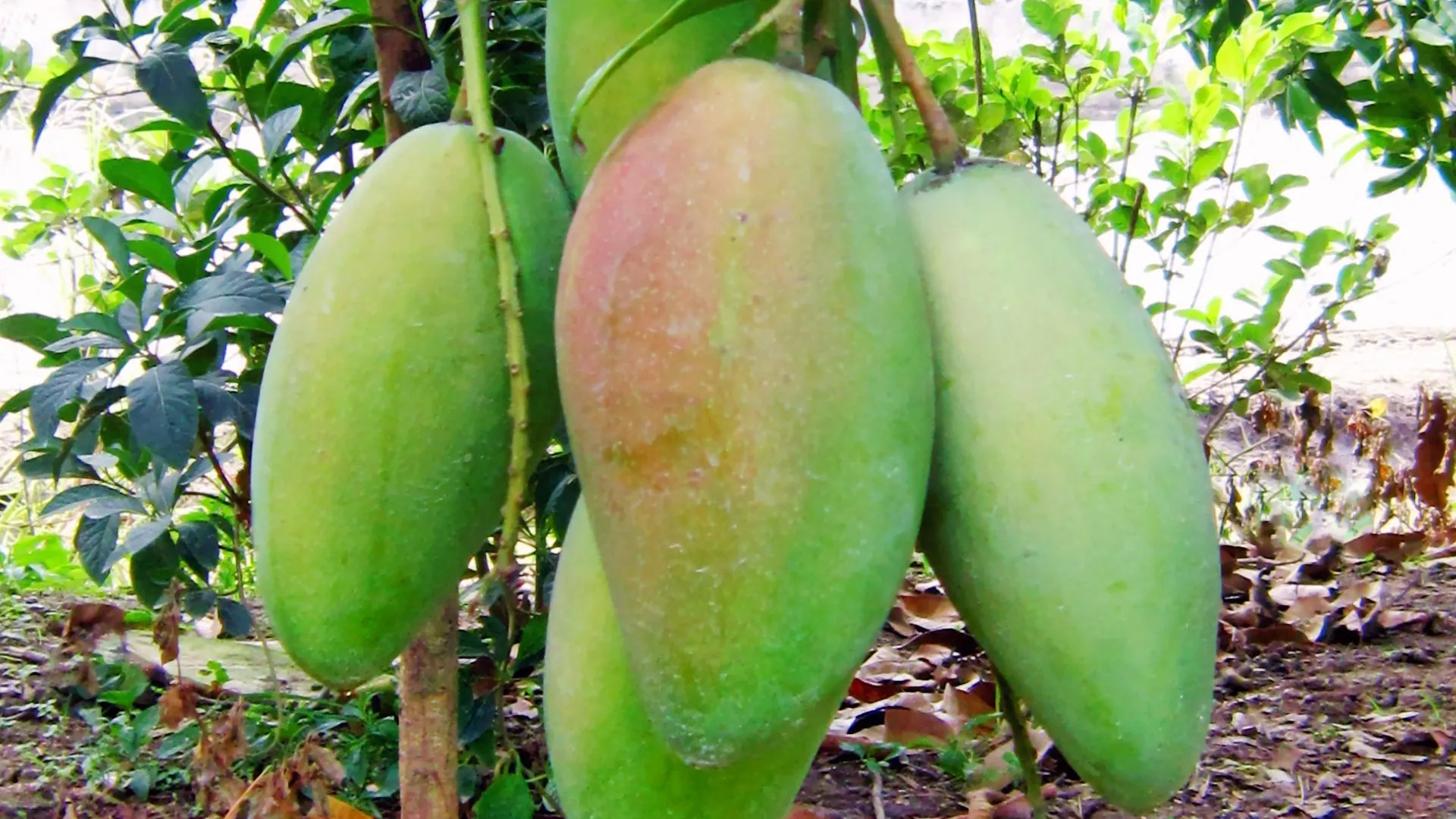 Mango Export: हॉट वाटर ट्रीटमेंट से बढ़ेगी आम की गुणवत्ता, 38 डिग्री तापमान में वायरस मुक्त होगा आम