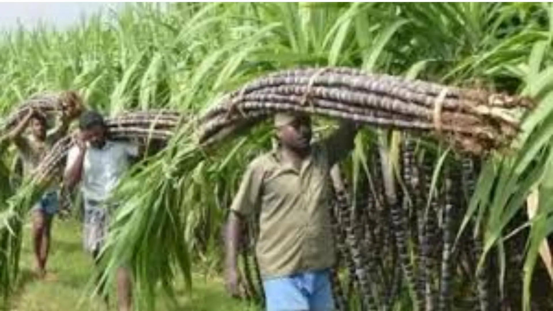 यूपी में गन्ना किसानों के लिए खुशखबरी, योगी सरकार में दोगुनी हुई ‘नर्सरी’ की संख्या 