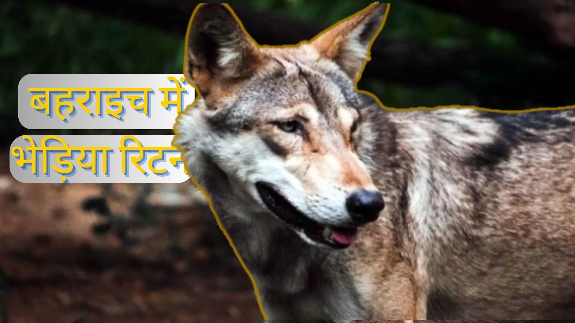 बहराइच में भेड़िया रिटर्न! मां के गोद में सो रहे 3 साल के बच्चे को उठा ले गया जानवर, गन्ने के खेत में मिला शव 