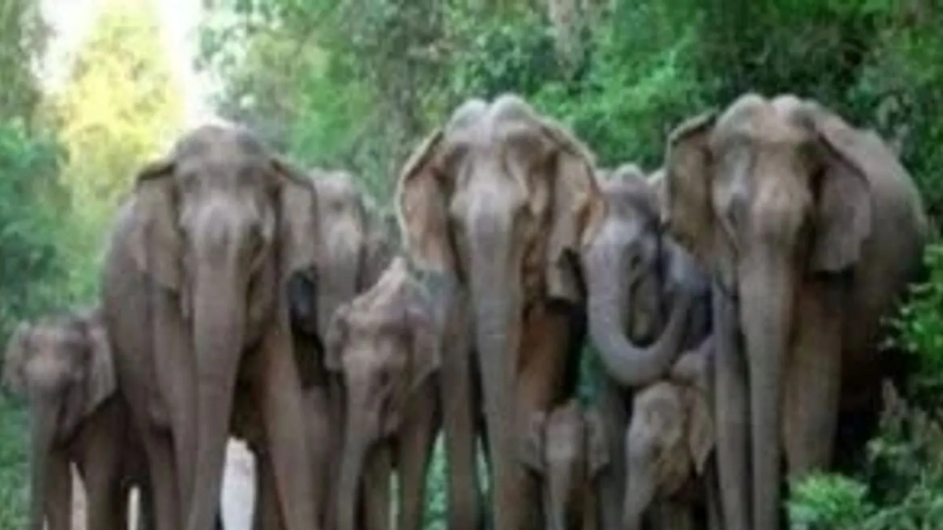 बहराइच में हाथियों का आतंक, गन्ने की फसल बर्बाद, नदारद रहा वन विभाग