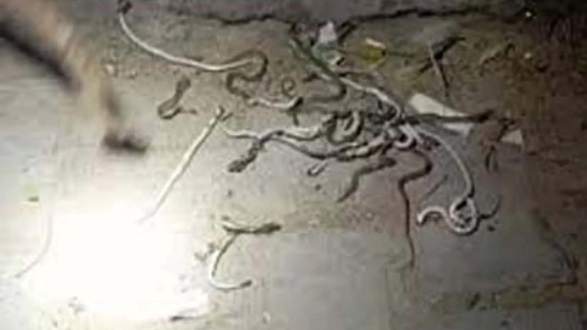 किसान के घर से निकले सैकड़ों सांप, दहशत में पूरा गांव, वन विभाग ने शुरू की जांच 