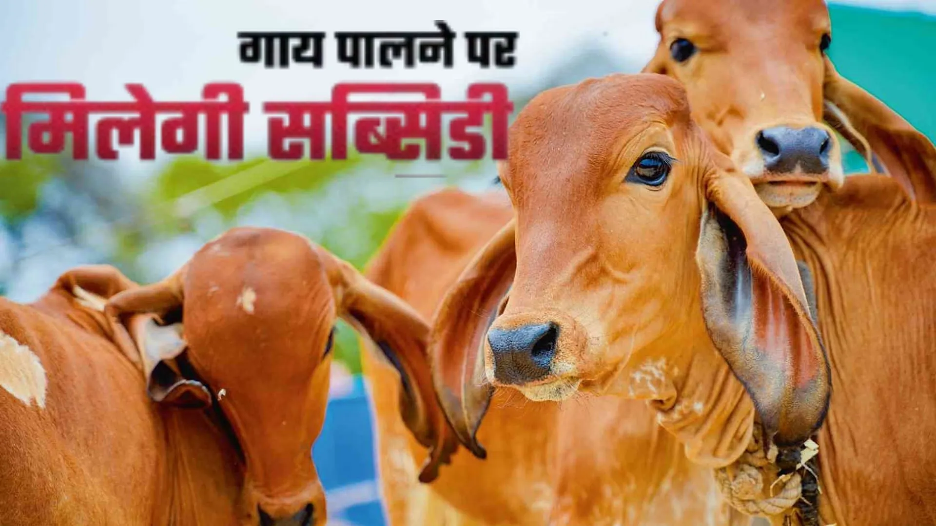 किसानों को गाय पालने पर सब्सिडी देगी योगी सरकार, जानिए क्या है योजना 