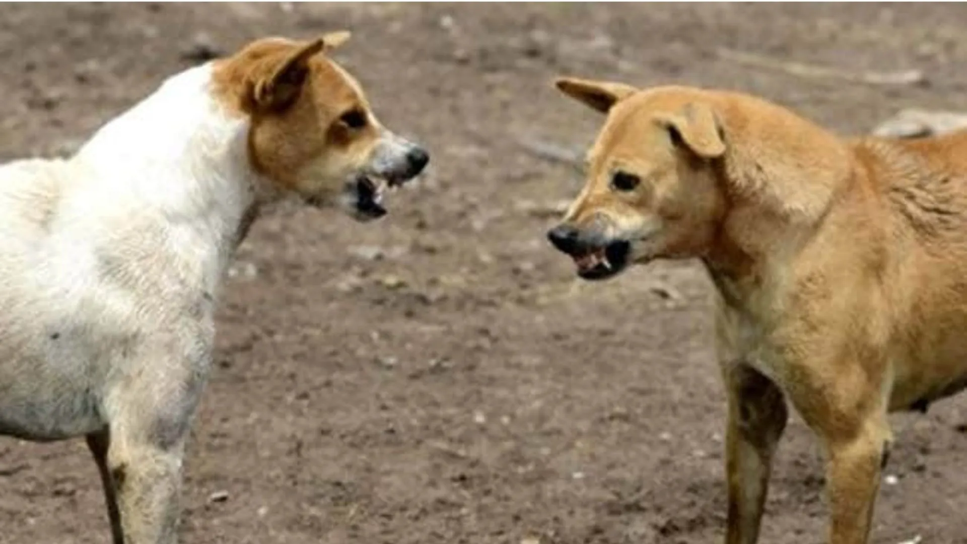 मध्यप्रदेश : मंदसौर में आवारा कुत्तों का आतंक, दोस्तों के साथ खेल रहे मासूम पर किया अटैक, 4 साल के बच्चे की हुई मौत 