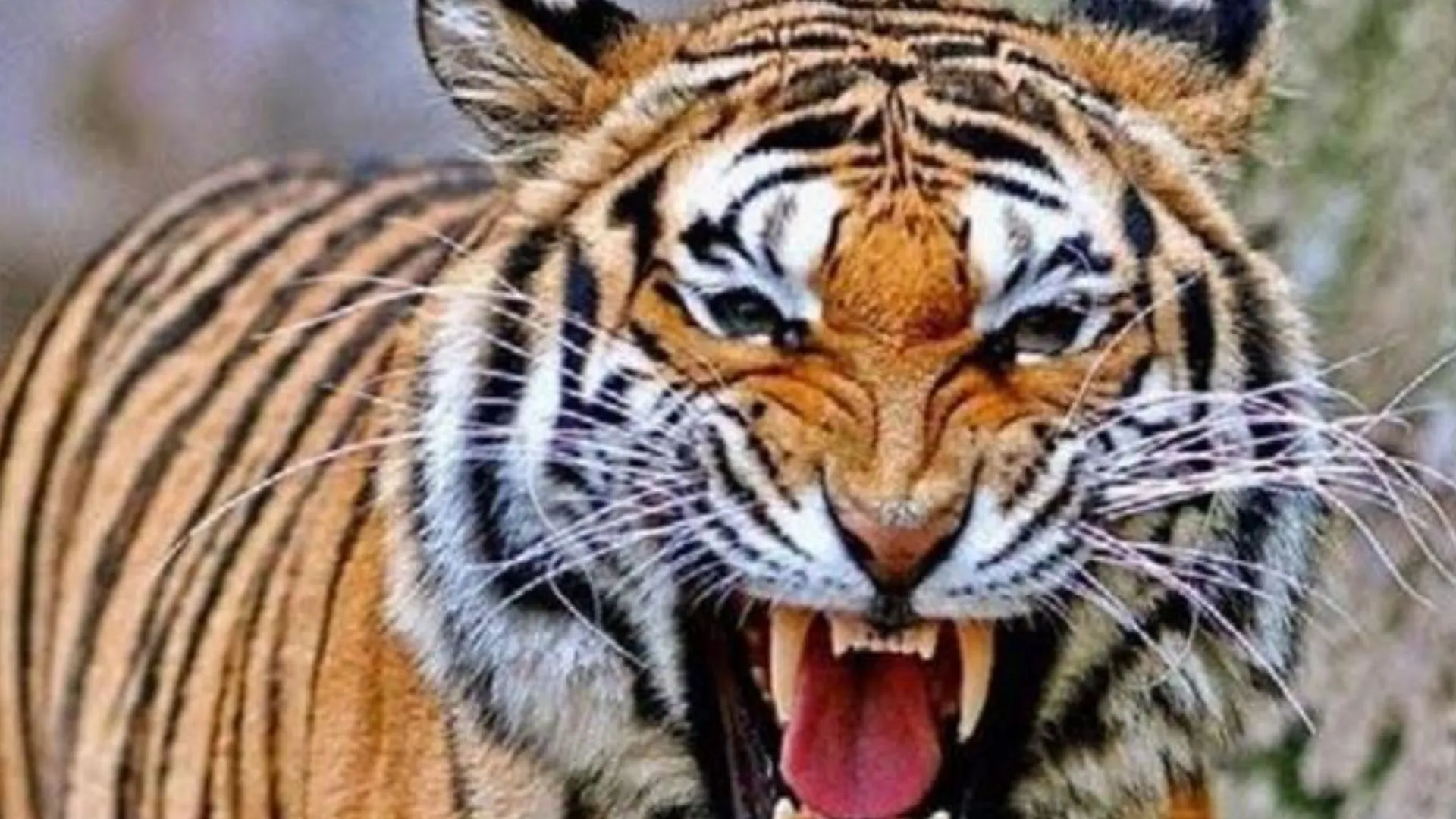 बाघ के हमले में हुई किसान की मौत, खेत में सिचाई के लिए गया था युवक, घटना को लेकर ग्रामीण आक्रोशित