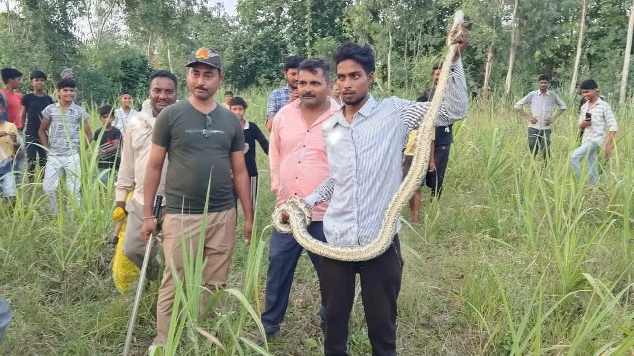 शाहजहांपुर: पेड़ पर चढ़ा अजगर, वन विभाग टीम ने रेस्क्यू कर नीचे उतारा, जंगल में छोड़ा