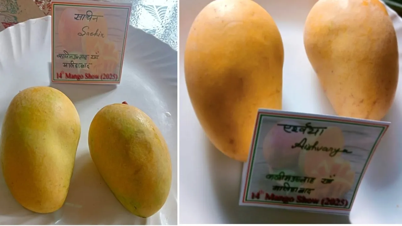 14वां आम महोत्सव : पद्मश्री कलीमुल्ला खान की नई प्रजातियां सचिन और एश्वर्या ने मोहा मन