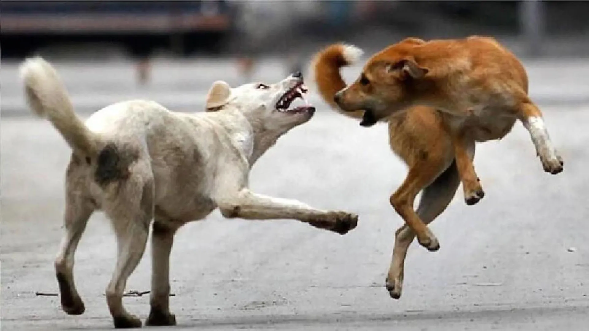 Bareilly: कुत्तों के झुंड लगातार हो रहे हिंसक...अब सुभाषनगर में मासूम पर हमला