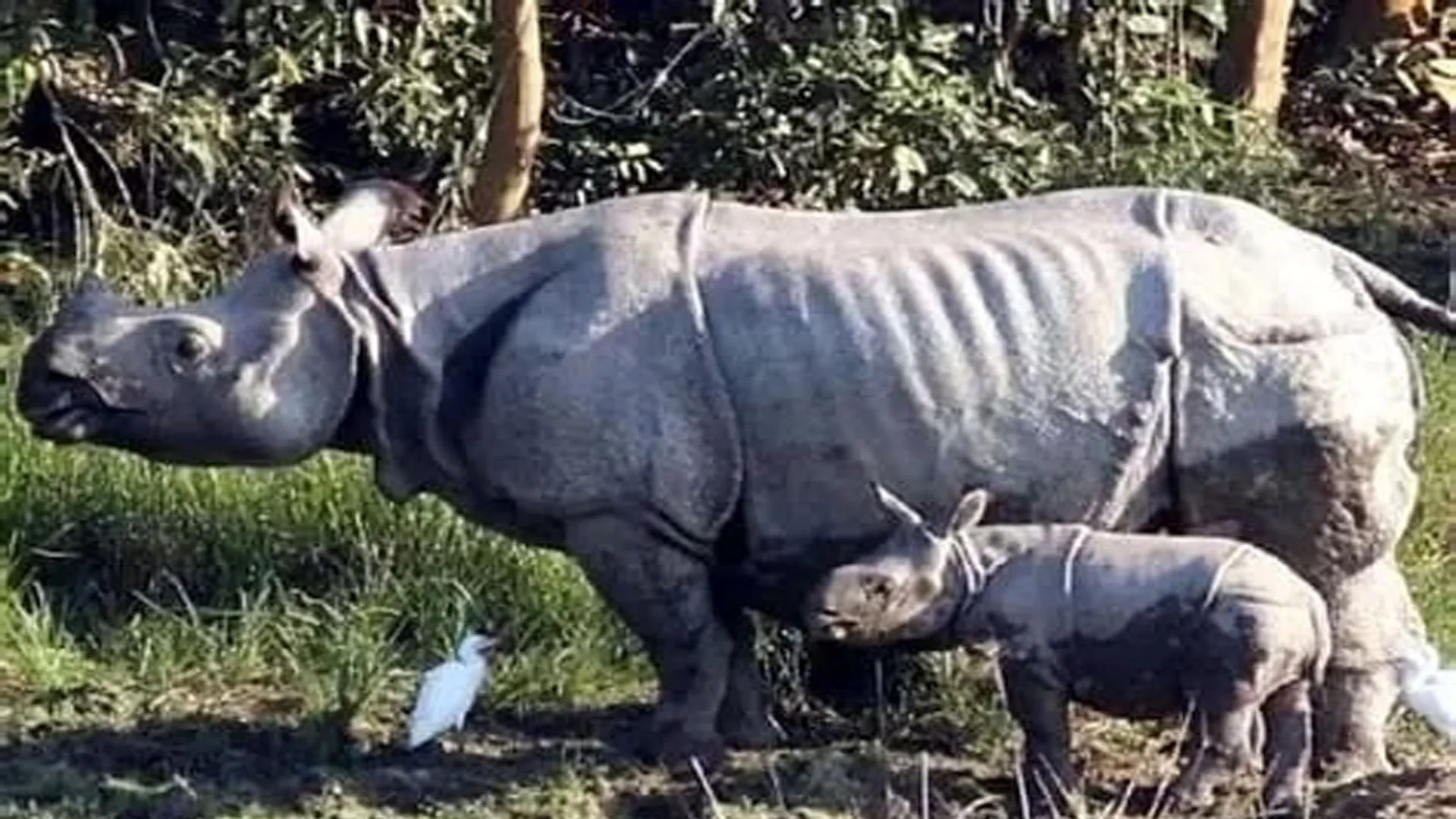 लखीमपुर खीरी: दुधवा में बनेंगे दो नए पुनर्वास केंद्र...वन्यजीवों का होगा संरक्षण