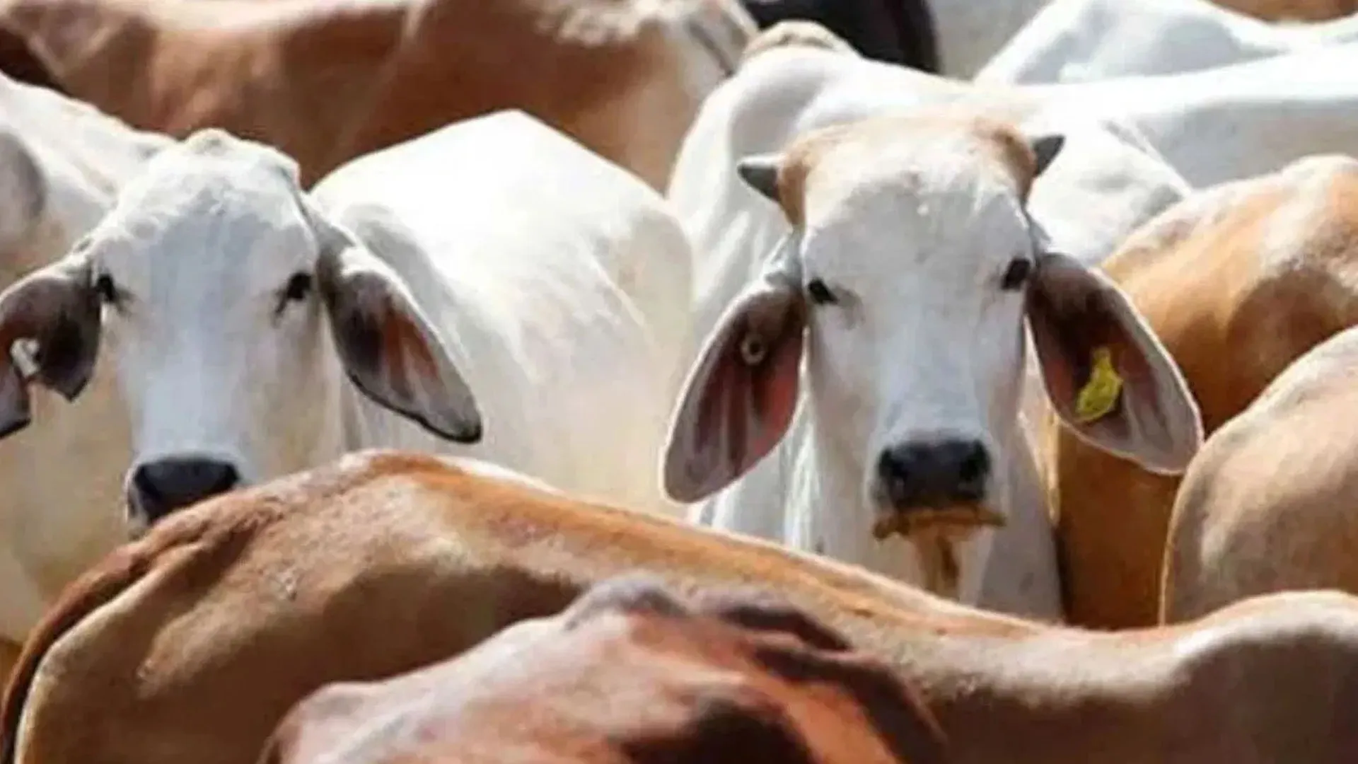  रामपुर: छुट्टा पशु का वध कर शादी में पकवाया गोमांस...अब फरार प्रधान पर दस हजार का इनाम