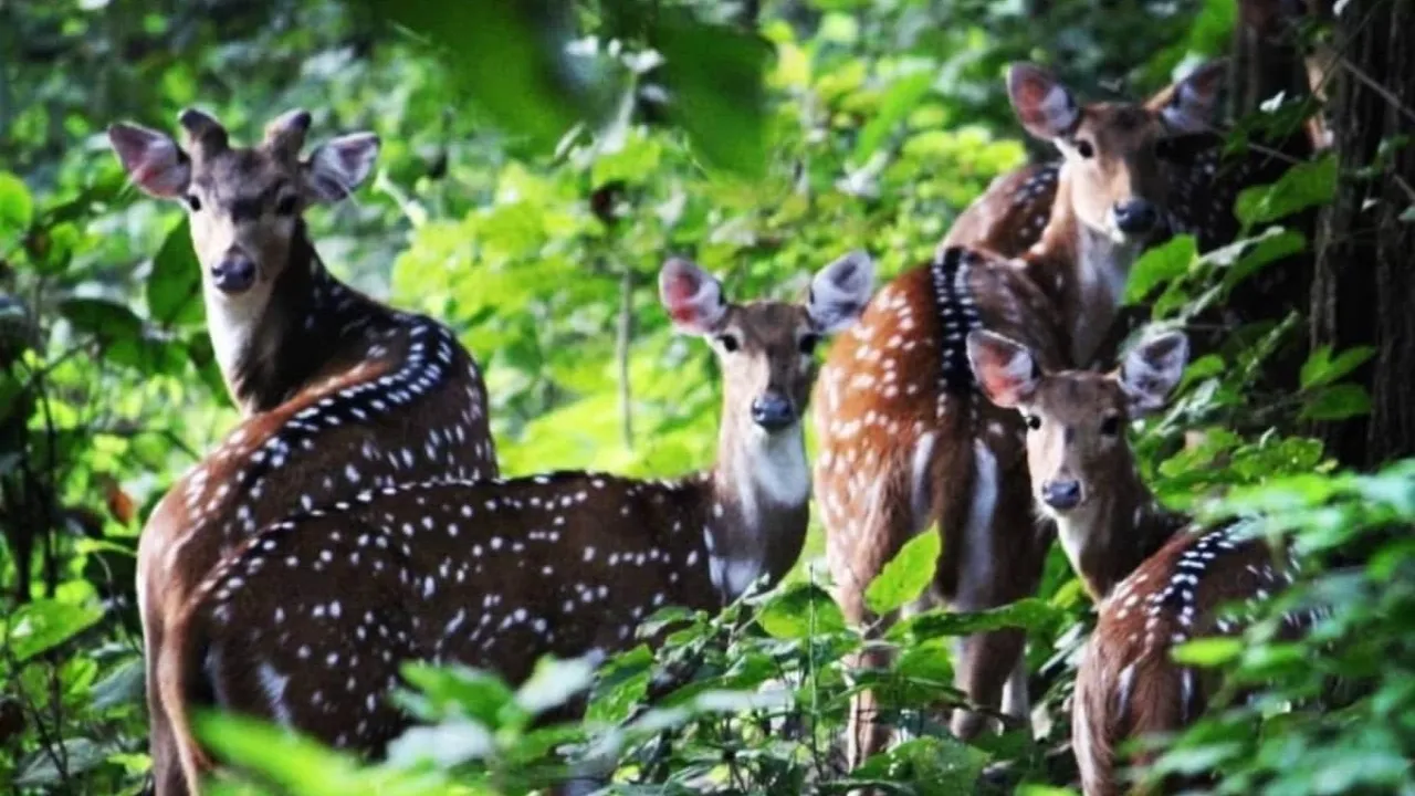 यूपी में जैव विविधता की कहानी में नया अध्याय : सरकार के प्रयासों से बढ़ी Biodiversity