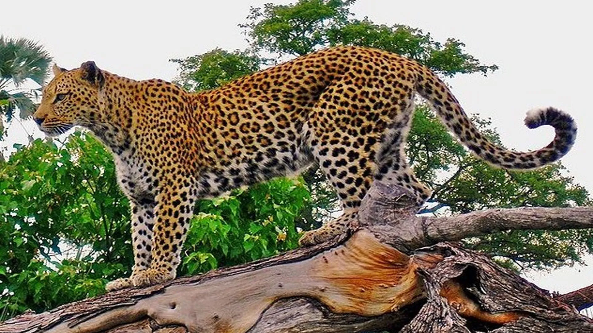 अमरोहा: गांव कमालपुरी में तेंदुआ दिखने से फैली ग्रामीणों में दहशत