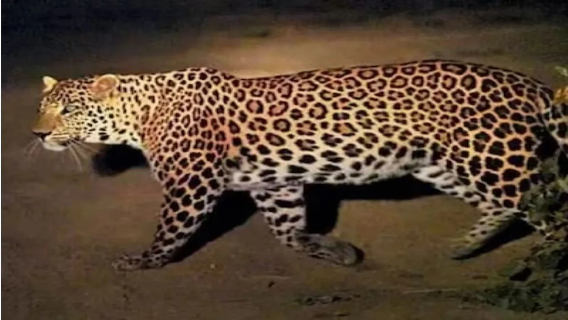 हल्द्वानी:  घर से महिला को उठा ले गया तेंदुआ...जंगल से लाश मिलने के बाद फैली दहशत