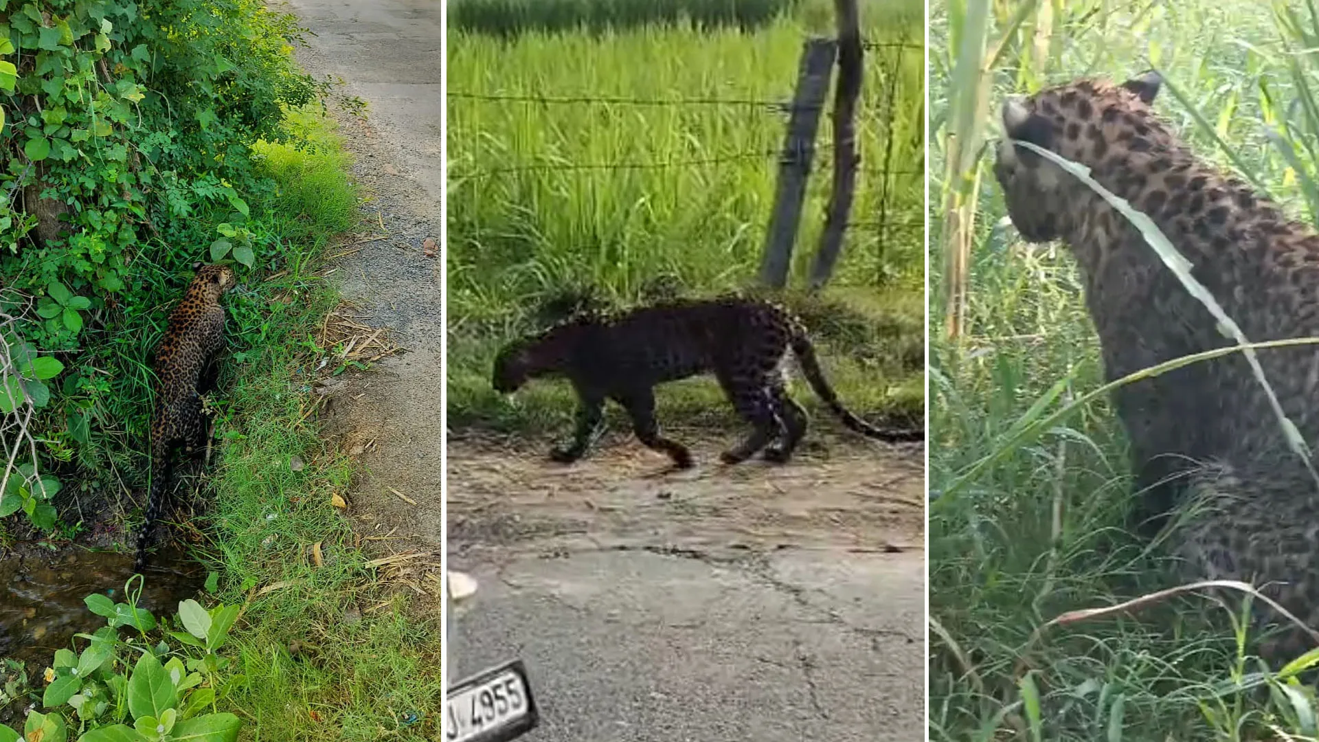 लखीमपुर खीरी: जटपुरवा में सड़क पर टहलता दिखा बीमार तेंदुआ, राहगीरों ने बनाया वीडियो 